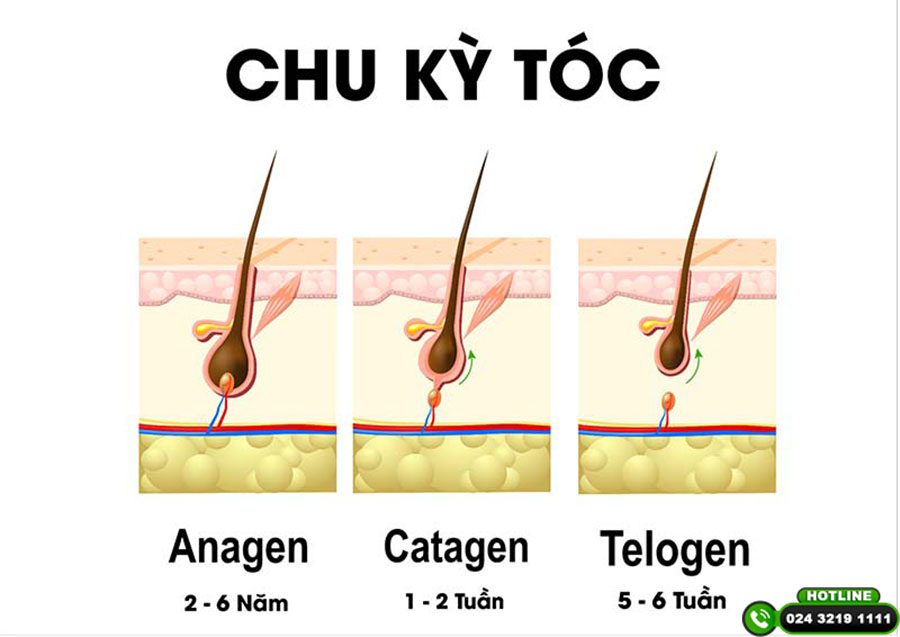 trung bình 1 tháng tóc dài bao nhiêu cm