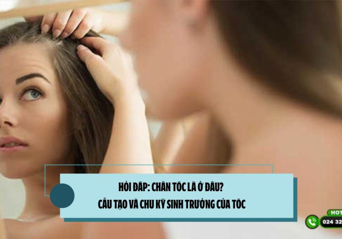 Hỏi đáp: Chân tóc là ở đâu? Cấu tạo và chu kỳ sinh trưởng của tóc