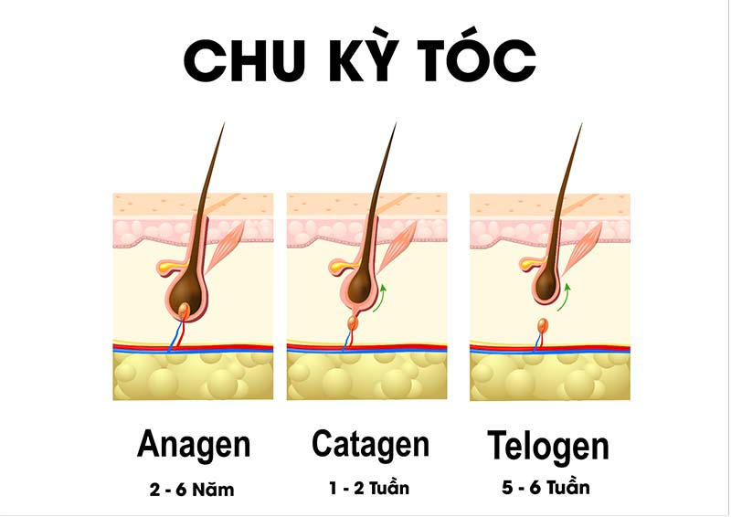 Xạ trị có gây rụng tóc không? Hướng dẫn cách phục hồi tóc sau điều trị