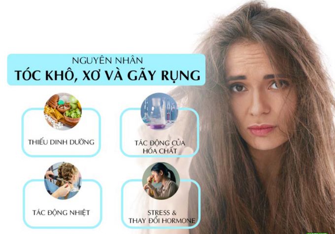 Nguyên nhân tóc gãy rụng, xơ yếu và cách chăm sóc