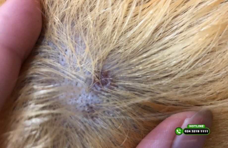 Da đầu tổn thương sau khi tẩy tóc: Cảnh báo từ chuyên gia