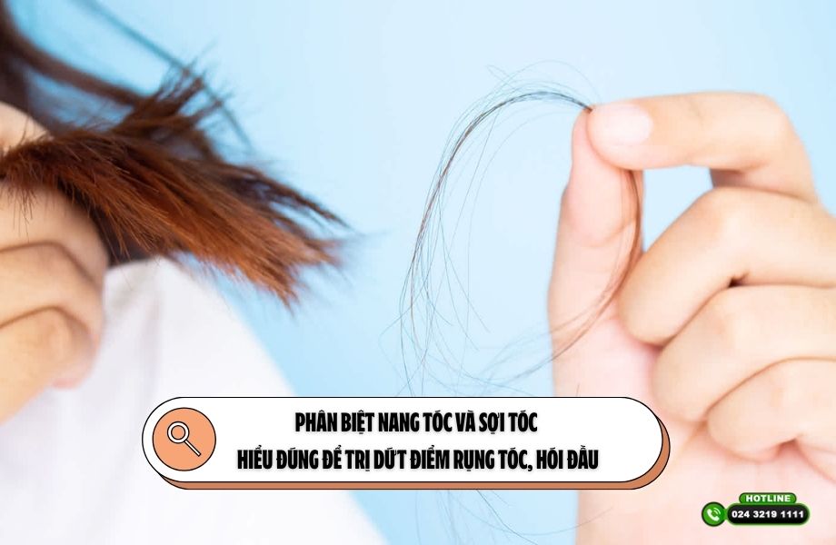 Phân biệt nang tóc và sợi tóc: Hiểu đúng để trị dứt điểm rụng tóc, hói đầu